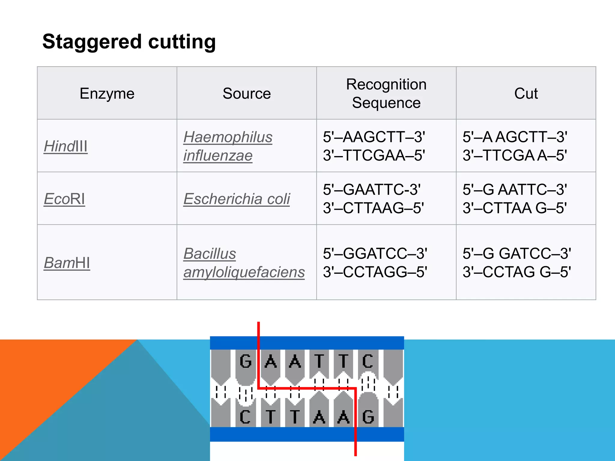 Enzyme Source
Recognition
Sequence
Cut
HindIII
Haemophilus
influenzae
5'–AAGCTT–3'
3'–TTCGAA–5'
5'–A AGCTT–3'
3'–TTCGAA–5'
EcoRI Escherichia coli
5'–GAATTC-3'
3'–CTTAAG–5'
5'–G AATTC–3'
3'–CTTAA G–5'
BamHI
Bacillus
amyloliquefaciens
5'–GGATCC–3'
3'–CCTAGG–5'
5'–G GATCC–3'
3'–CCTAG G–5'
Staggered cutting
 