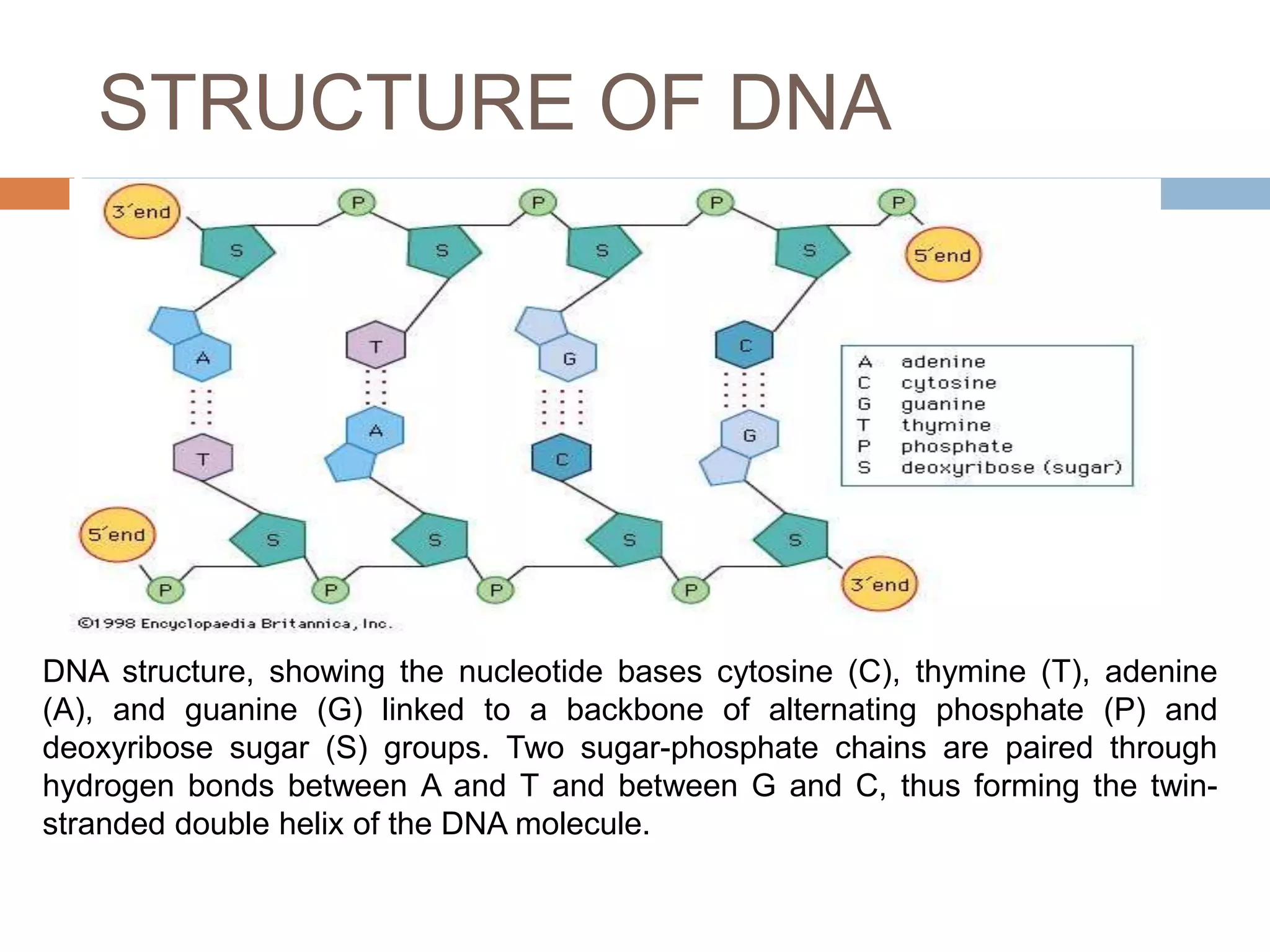 Nuclei acid | PPTX