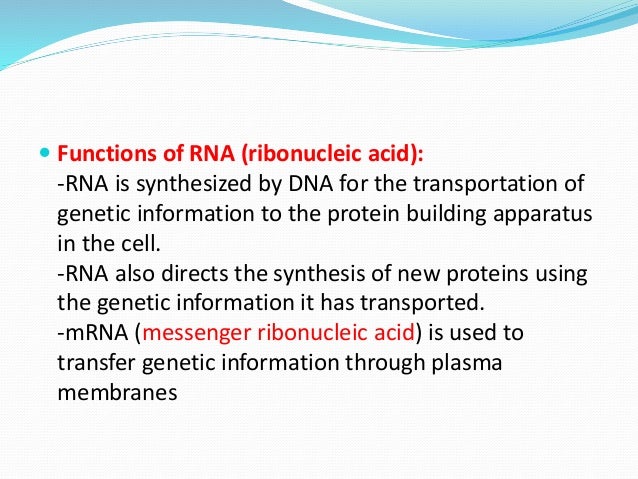 nucleic acid what is the function of nucleic acids