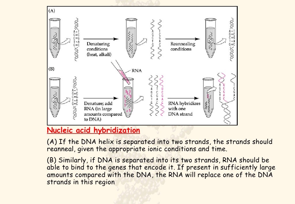 Nucleic Acid Hybridisation & Gene Mapping
