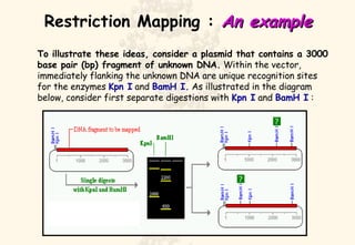 Restriction Mapping :  An example To illustrate these ideas, consider a plasmid that contains a 3000 base pair (bp) fragment of unknown DNA.  Within the vector, immediately flanking the unknown DNA are unique recognition sites for the enzymes  Kpn I  and  BamH I.  As illustrated in the diagram below, consider first separate digestions with  Kpn I  and  BamH I  :  