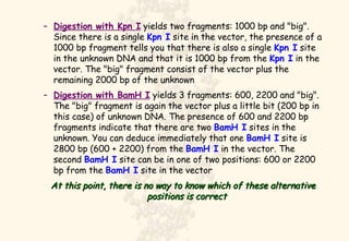 Digestion with Kpn I  yields two fragments: 1000 bp and "big". Since there is a single  Kpn I  site in the vector, the presence of a 1000 bp fragment tells you that there is also a single  Kpn I  site in the unknown DNA and that it is 1000 bp from the  Kpn I  in the vector. The "big" fragment consist of the vector plus the remaining 2000 bp of the unknown Digestion with BamH I  yields 3 fragments: 600, 2200 and "big". The "big" fragment is again the vector plus a little bit (200 bp in this case) of unknown DNA. The presence of 600 and 2200 bp fragments indicate that there are two  BamH I  sites in the unknown. You can deduce immediately that one  BamH I  site is 2800 bp (600 + 2200) from the  BamH I  in the vector. The second  BamH I  site can be in one of two positions: 600 or 2200 bp from the  BamH I  site in the vector  At this point, there is no way to know which of these alternative positions is correct   