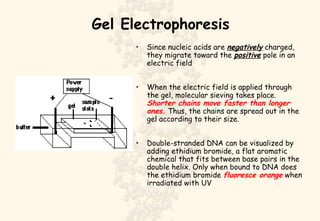 Gel Electrophoresis Since nucleic acids are  negatively  charged, they migrate toward the  positive  pole in an electric field When the electric field is applied through the gel, molecular sieving takes place.  Shorter chains move faster than longer ones.  Thus, the chains are spread out in the gel according to their size.  Double-stranded DNA can be visualized by adding ethidium bromide, a flat aromatic chemical that fits between base pairs in the double helix. Only when bound to DNA does the ethidium bromide  fluoresce orange  when irradiated with UV 