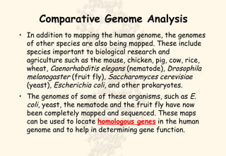 Comparative Genome Analysis In addition to mapping the human genome, the genomes of other species are also being mapped. These include species important to biological research and agriculture such as the mouse, chicken, pig, cow, rice, wheat,  Caenorhabditis elegans  (nematode),  Drosophila melanogaster  (fruit fly),  Saccharomyces cerevisiae  (yeast),  Escherichia coli , and other prokaryotes.  The genomes of some of these organisms, such as  E. coli , yeast, the nematode and the fruit fly have now been completely mapped and sequenced. These maps can be used to locate  homologous genes  in the human genome and to help in determining gene function. 