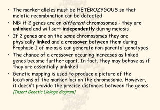 The marker alleles must be HETEROZYGOUS so that meiotic recombination can be detected NB: if 2 genes are on  different  chromosomes - they are  unlinked  and will sort  independently  during meiosis If 2 genes are on the  same  chromosomes they are physically  linked  and a  crossover  between them during Prophase I of meiosis can generate non-parental genotypes The chance of a crossover occuring increases as linked genes become further apart. In fact, they may behave as if they are essentially unlinked Genetic mapping is used to produce a picture of the locations of the marker loci on the chromosome. However, it doesn’t provide the precise distances between the genes [Insert Genetic Linkage diagram] 