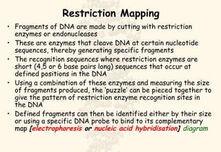 Restriction Mapping Fragments of DNA are made by cutting with restriction enzymes or endonucleases These are enzymes that cleave DNA at certain nucleotide sequences, thereby generating specific fragments The recognition sequences where restriction enzymes are short (4,5 or 6 base pairs long) sequences that occur at defined positions in the DNA Using a combination of these enzymes and measuring the size of fragments produced, the ‘puzzle’ can be pieced together to give the pattern of restriction enzyme recognition sites in the DNA Defined fragments can then be identified either by their size or using a specific DNA probe to bind to its complementary map  [ electrophoresis  or  nucleic acid hybridisation ]  diagram 