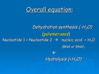 Overall equation: Dehydration synthesis (-H 2 O) ( polymer ases ) Nucleotide 1 + Nucleotide 2     nucleic acid  + H 2 O (RNA or DNA)        Hydrolysis ( + H 2 O) 