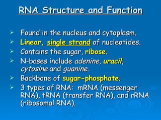 RNA Structure and Function Found in the nucleus and cytoplasm. Linear,  single strand  of nucleotides. Contains the sugar,  ribose . N-bases include  adenine ,  uracil ,  cytosine  and  guanine . Backbone of  sugar-phosphate .  3 types of RNA:  mRNA (messenger RNA), tRNA (transfer RNA), and rRNA (ribosomal RNA). 