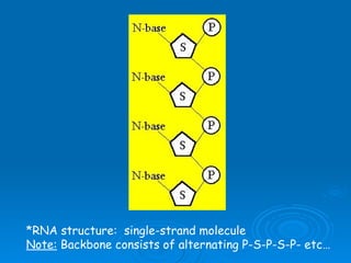 *RNA structure:  single-strand molecule Note:  Backbone consists of alternating P-S-P-S-P- etc… 