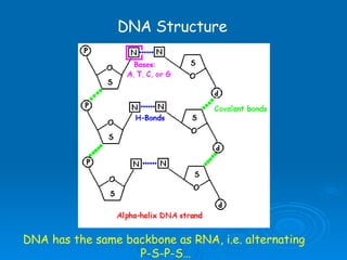 DNA Structure DNA has the same backbone as RNA, i.e. alternating  P-S-P-S… 