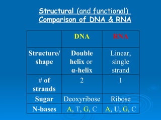 Structural  (and functional)  Comparison of DNA & RNA   Structural  (and functional)   Comparison of DNA & RNA   A ,  U ,  G ,  C A ,  T ,  G ,  C N-bases Ribose Deoxyribose Sugar 1 2 #  of strands Linear, single strand Double helix  or   α - helix Structure/shape RNA DNA 