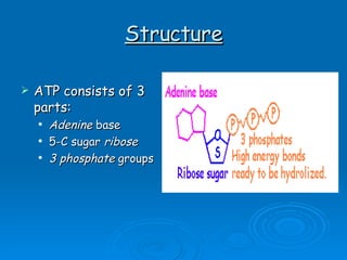 Structure ATP consists of 3 parts: Adenine  base 5-C sugar  ribose 3 phosphate  groups 