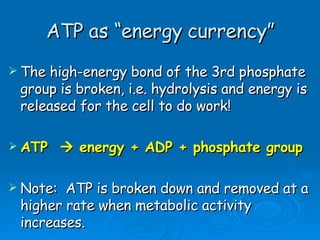 ATP as “energy currency” The high-energy bond of the 3rd phosphate group is broken, i.e. hydrolysis and energy is released for the cell to do work!  ATP    energy + ADP + phosphate group   Note:  ATP is broken down and removed at a higher rate when metabolic activity increases. 