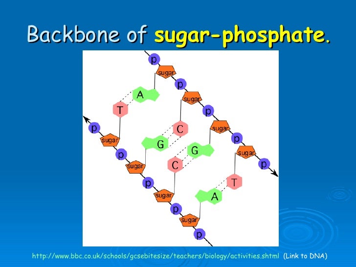 Nucleic Acids