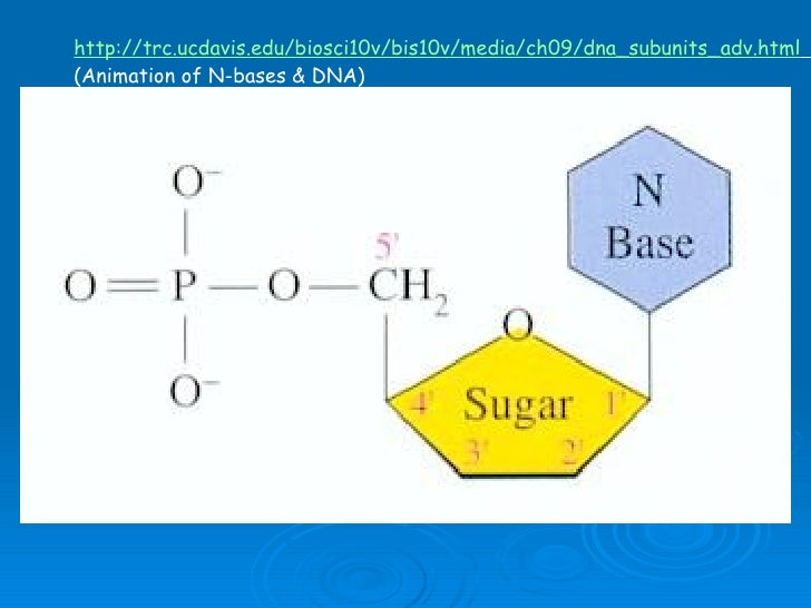 Nucleic Acids