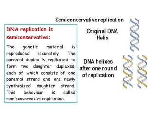 DNA replication is
semiconservative:
The genetic material is
reproduced accurately. The
parental duplex is replicated to
form two daughter duplexes,
each of which consists of one
parental strand and one newly
synthesized daughter strand.
This behaviour is called
semiconservative replication.
 