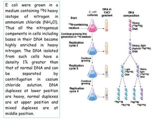 E coli were grown in a
medium containing 15N heavy
isotope of nitrogen in
ammonium chloride (NH4Cl).
Thus all the nitrogenous
components in cells including
bases in their DNA became
highly enriched in heavy
nitrogen. The DNA isolated
from such cells have a
density 1% greater than
that of normal DNA and can
be separated by
centrifugation in cesium
chloride solution. DNA
duplexes at lower position
are heavy, normal duplexes
are at upper position and
mixed duplexes are at
middle position.
 