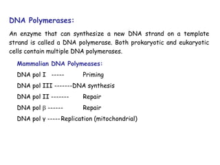 Mammalian DNA Polymeases:
DNA pol I ----- Priming
DNA pol III -------DNA synthesis
DNA pol II ------- Repair
DNA pol  ------ Repair
DNA pol γ -----Replication (mitochondrial)
DNA Polymerases:
An enzyme that can synthesize a new DNA strand on a template
strand is called a DNA polymerase. Both prokaryotic and eukaryotic
cells contain multiple DNA polymerases.
 