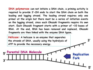 DNA polymerase can not initiate a DNA chain, a priming activity is
required to provide 3’-OH ends to start the DNA chain on both the
leading and lagging strand. The leading strand requires only one
primer at the origin but there must be a series of initiation events
on the lagging strand, since each Okazaki fragments require its own
start. Each Okazaki fragment starts with a primer of ~10 bases of
RNA. At the end, RNA has been removed and replaced, Okazaki
fragments are then linked with the enzyme DNA ligase.
Helicase: A helicase is an enzyme that separates
the strands of DNA, usually using the hydrolysis of
ATP to provide the necessary energy.
Replication
Fork
Parental DNA Molecule
3’
5’
3’
5’
 