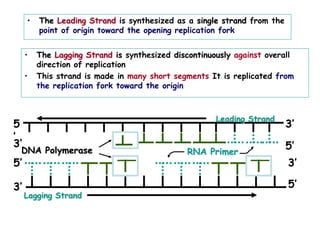 • The Leading Strand is synthesized as a single strand from the
point of origin toward the opening replication fork
• The Lagging Strand is synthesized discontinuously against overall
direction of replication
• This strand is made in many short segments It is replicated from
the replication fork toward the origin
RNA Primer
Leading Strand
DNA Polymerase
5
’
5’
3’
3’
Lagging Strand
5’
5’
3’
3’
 