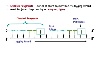 • Okazaki Fragments - series of short segments on the lagging strand
• Must be joined together by an enzyme, ligase.
Lagging Strand
RNA
Primer
DNA
Polymerase
3’
3’
5’
5’
Okazaki Fragment
 