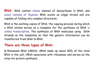 RNA: RNA contain ribose instead of deoxyribose in DNA, and
uracil instead of thymine. RNA exists as single strand and are
capable of folding into complex structures.
RNA is the working copies of DNA, the copying process during which
a DNA strand serves as a template for the synthesis of RNA is
called transcription. The synthesis of RNA molecules using DNA
strands as the templates so that the genetic information can be
transferred from DNA to RNA.
There are three types of RNA:
i) Ribosomal RNA (rRNA): rRNA make up about 80% of the total
RNA in the cell, rRNA associates with ribosomes and serves as the
sites for protein synthesis.
 