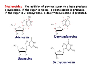 Nucleosides: The addition of pentose sugar to a base produces
a nucleoside, if the sugar is ribose, a riboncleoside is produced,
if the sugar is 2-deoxyribose, a deoxyribonucleoside is produced.
Adenosine
Guanosine
Deoxyadenosine
Deoxyguanosine
 
