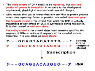• The whole genome of DNA needs to be replicated, but only small
portion of genome is transcribed in response to the development
requirement, physiological need and environmental changes.
• DNA regions that can be transcribed into any RNA or protein product
other than regulatory factor or proteins are called structural genes.
The template strand is the strand from which the RNA is actually
transcribed or new strand of DNA is synthesized during replication.
It is also termed as antisense strand.
The coding strand is the strand whose base sequence specifies the
sequence of RNA or amino acid sequence of the encoded protein.
Therefore, it is also called as sense strand.
G C A G T A C A T G T C5' 3'
3' C G T C A T G T A C A G 5' template
strand
coding
strand
transcription
RNAG C A G U A C A U G U C5' 3'
 