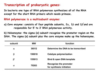 Transcription of prokaryotic genes:
In bacteria one type of RNA polymerase synthesizes all of the RNA
except for the short RNA primers which needs primase.
RNA polymerase is a multisubunit enzyme:
a) Core enzyme: consists of four peptide subunits, 2, 1 and 1
/
and are
responsible for 5’ to 3’ RNA polymerase activity.
b) Holoenzyme: the sigma (σ) subunit recognize the promoter region on the
DNA. The sigma (σ) subunit plus the core enzyme make up the holoenzyme.
subunit MW function
 36512 Determine the DNA to be transcribed
 150618 Catalyze polymerization
 155613 Bind & open DNA template
 70263
Recognize the promoter
for synthesis initiation
 