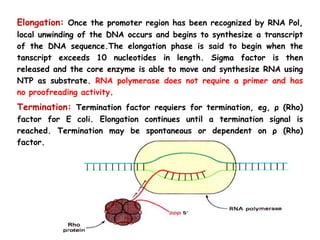 Elongation: Once the promoter region has been recognized by RNA Pol,
local unwinding of the DNA occurs and begins to synthesize a transcript
of the DNA sequence.The elongation phase is said to begin when the
tanscript exceeds 10 nucleotides in length. Sigma factor is then
released and the core enzyme is able to move and synthesize RNA using
NTP as substrate. RNA polymerase does not require a primer and has
no proofreading activity.
Termination: Termination factor requiers for termination, eg, ρ (Rho)
factor for E coli. Elongation continues until a termination signal is
reached. Termination may be spontaneous or dependent on ρ (Rho)
factor.
 