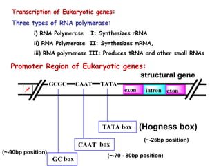 Transcription of Eukaryotic genes:
Three types of RNA polymerase:
i) RNA Polymerase I: Synthesizes rRNA
ii) RNA Polymerase II: Synthesizes mRNA,
iii) RNA polymerase III: Produces tRNA and other small RNAs
structural gene
GCGC CAAT TATA
intronexon exon
CAAT box
GC box
TATA box (Hogness box)
Promoter Region of Eukaryotic genes:
(~-25bp position)
(~-70 - 80bp position)
(~-90bp position)
 