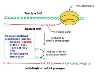 Posttranscriptional
modification includes:
Capping (GpppGp)
at the 5- end ,
Tailing at the 3-
end,
mRNA splicing,
RNA edition
 