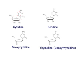 Cytidine Uridine
Deoxycytidine Thymidine (Deoxythymidine)
 