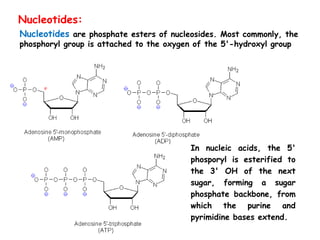 Nucleotides are phosphate esters of nucleosides. Most commonly, the
phosphoryl group is attached to the oxygen of the 5'-hydroxyl group
In nucleic acids, the 5'
phosporyl is esterified to
the 3' OH of the next
sugar, forming a sugar
phosphate backbone, from
which the purine and
pyrimidine bases extend.
Nucleotides:
 