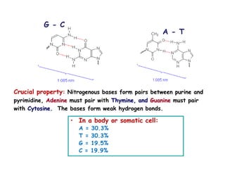 G - C
A - T
Crucial property: Nitrogenous bases form pairs between purine and
pyrimidine, Adenine must pair with Thymine, and Guanine must pair
with Cytosine. The bases form weak hydrogen bonds.
• In a body or somatic cell:
A = 30.3%
T = 30.3%
G = 19.5%
C = 19.9%
 
