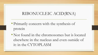 RIBONUCLEIC ACID(RNA)
•Primarily concern with the synthesis of
protein
•Not found in the chromosomes but is located
elsewhere in the nucleus and even outside of
it: in the CYTOPLASM
 