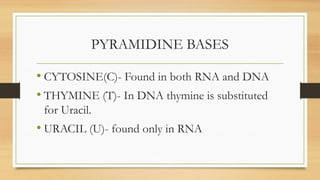 PYRAMIDINE BASES
• CYTOSINE(C)- Found in both RNA and DNA
• THYMINE (T)- In DNA thymine is substituted
for Uracil.
• URACIL (U)- found only in RNA
 