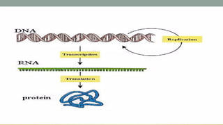 NUCLEIC-ACIDS                      .pptx