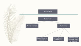 Nucleic Acid
Nucleotides
Phosphoric Acid Nucleosides
Sugar, Ribose or
deoxyribose
Purine, Guanine
and Adenine
Pyramids base
Cytosine, Uracil
or Thymine
 