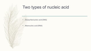 Two types of nucleic acid
• Deoxyribonucleic acid (DNA)
• Ribonucleic acid (RNA)
 