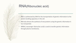 RNA(Ribonucleic acid)
• RNA is synthesized by DNA for the transportation of genetic information to the
protein building apparatus in the cell.
• RNA also directs the synthesis of new proteins using the genetic information it
has transported.
• MRNA ( messenger ribonucleic acid) is used to transfer genetic information
through plasma membranes.
 