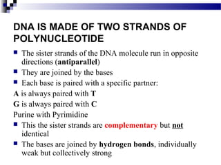 DNA IS MADE OF TWO STRANDS OF
POLYNUCLEOTIDE
 The sister strands of the DNA molecule run in opposite
directions (antipara...