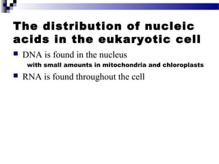 The distribution of nucleic
acids in the eukaryotic cell
 DNA is found in the nucleus
with small amounts in mitochondria ...