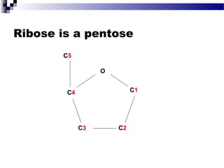Ribose is a pentose
C1
C5
C4
C3 C2
O
 