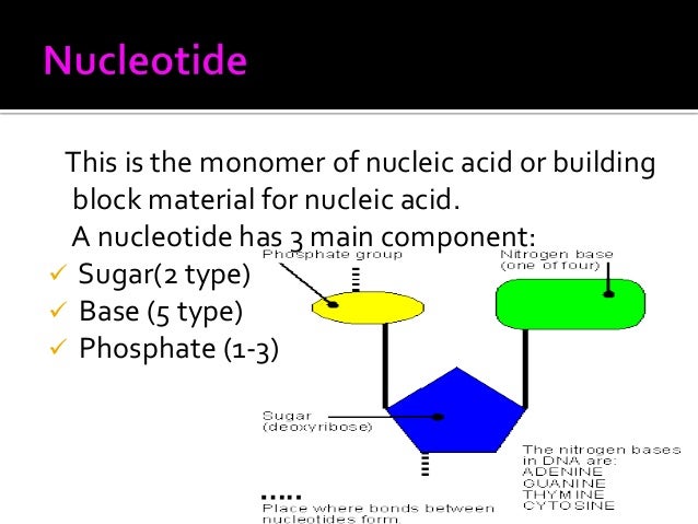 Nucleic Acid