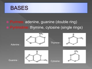  Sugar = Deoxyribose
 Specific Base Pairing
› Adenine-Thymine
› Guanine-Cytosine
 Forms a double Helix Structure
 