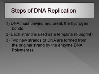  As the RNA polymerase moves along, it makes a strand
of messenger RNA (mRNA).
› It is called messenger RNA because it ca...