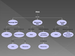  The function of the rRNA is to provide a
mechanism for decoding mRNA into amino
acids and to interact with
the tRNAs dur...