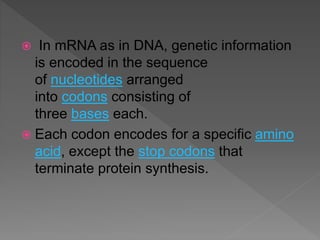  Each tRNA carries an amino
acid
 As each codon of the mRNA
molecule moves through the
ribosome, the corresponding
amino...