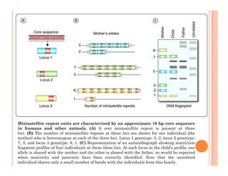 Minisatellite Example Nucleic Acid Analysis | PDF